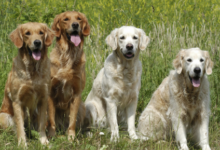 莱茨如何收养四只狗?百度收养四只莱茨狗。-主机频道