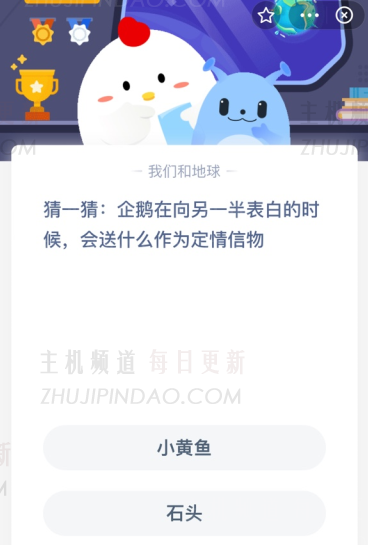 猜一猜:当企鹅向另一半表达爱意时，会送什么作为爱的信物？